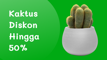 Kaktus Diskon Hingga 50%