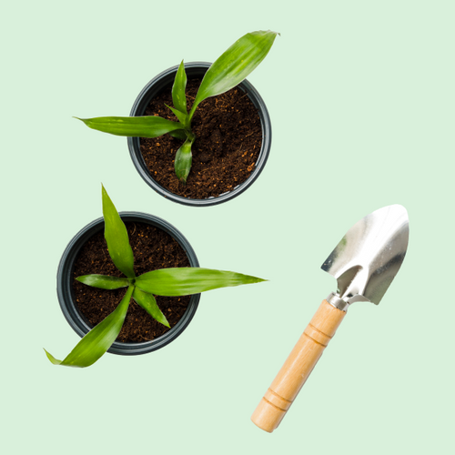 Plant and Scoop